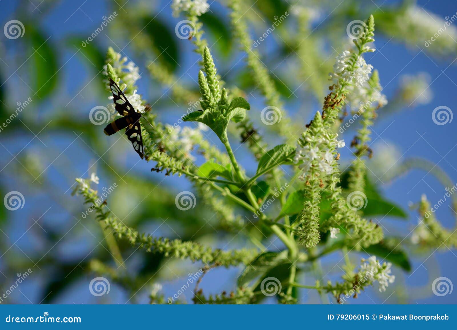 Butterfly with Flower Scent Stock Image Image of background, living