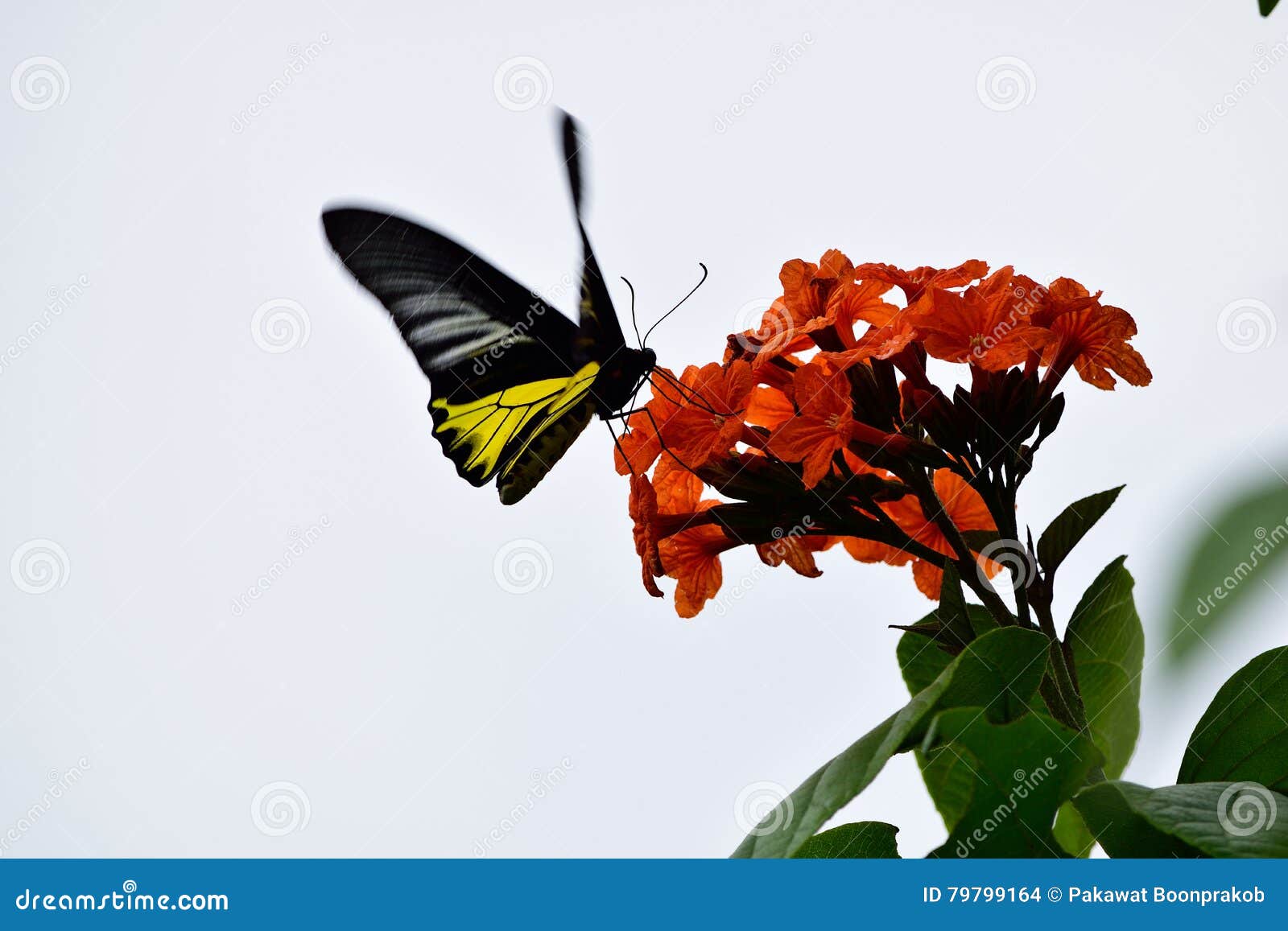 Butterfly with Flower Scent Stock Photo Image of living, scent 79799164