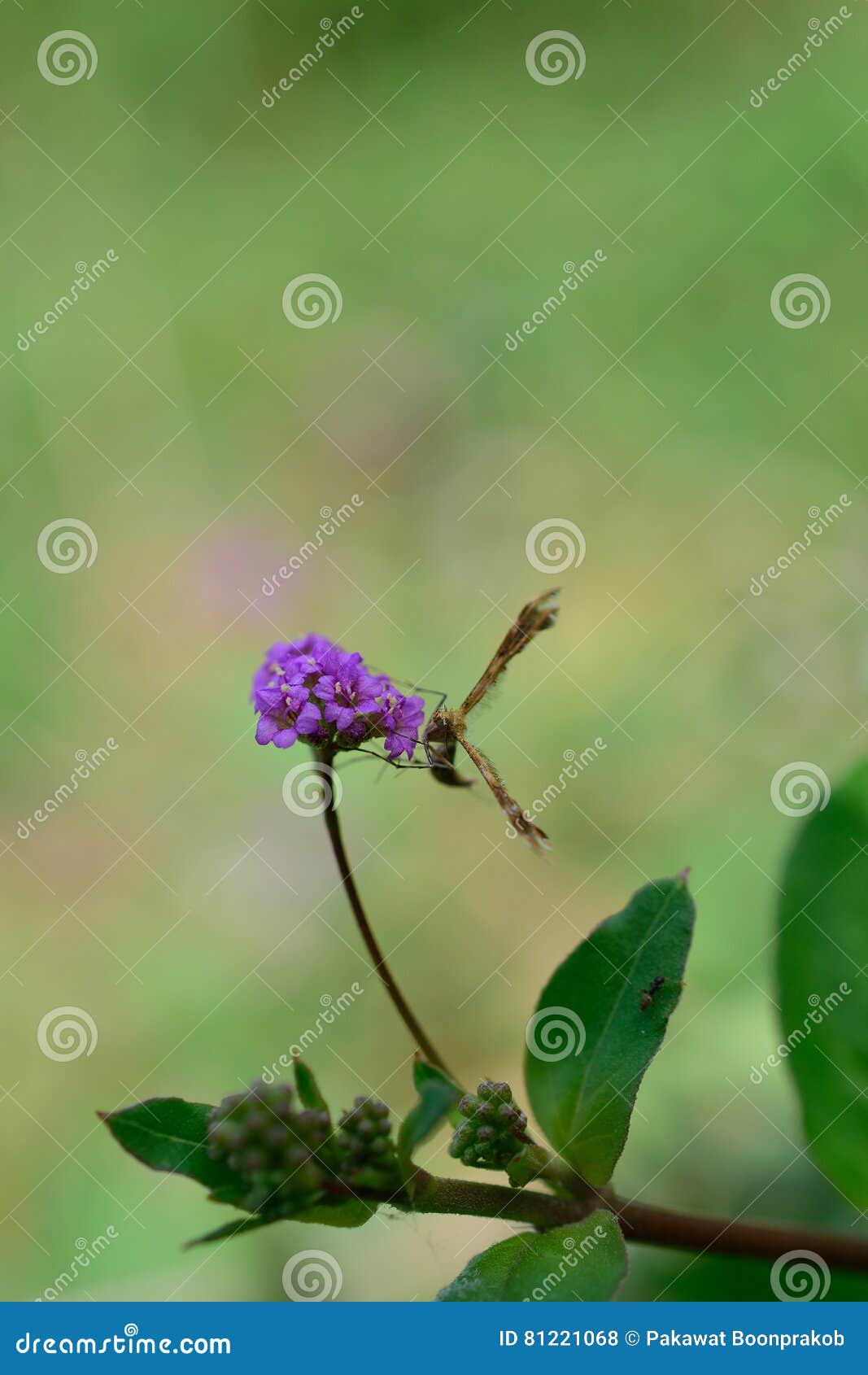 Butterfly with Flower Scent Stock Photo Image of naturally, butterfly