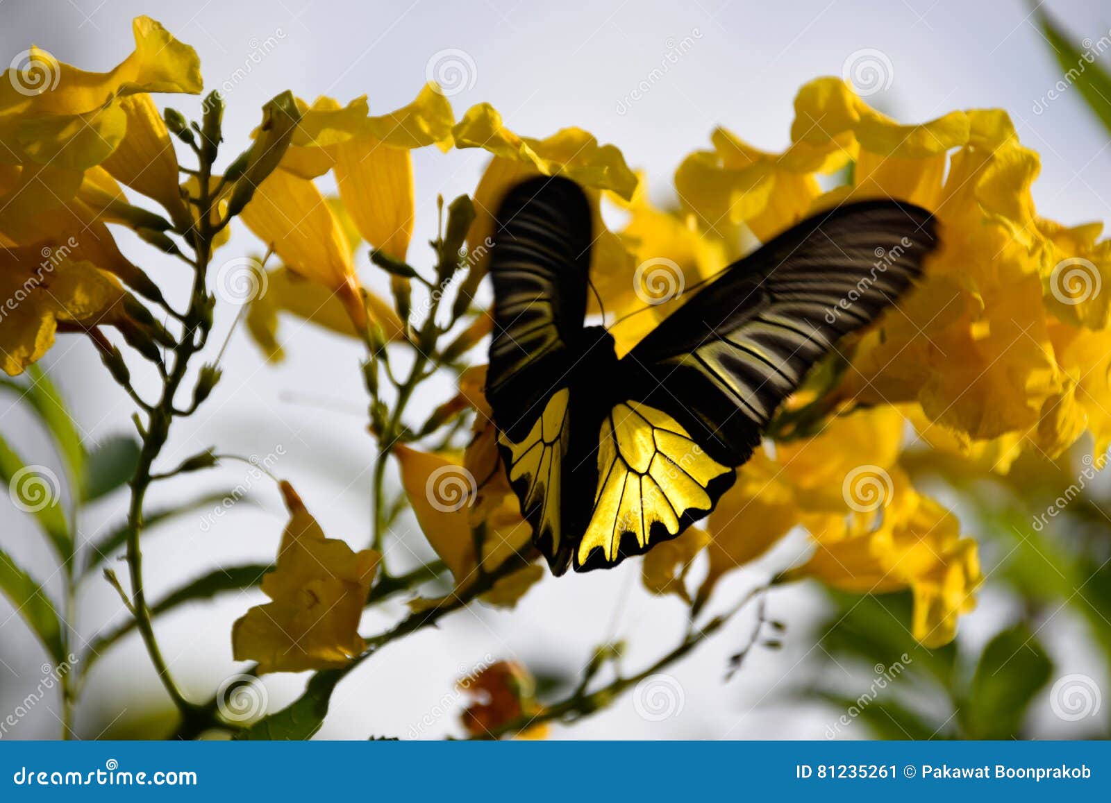 Butterfly with Flower Scent Stock Image Image of flower, together