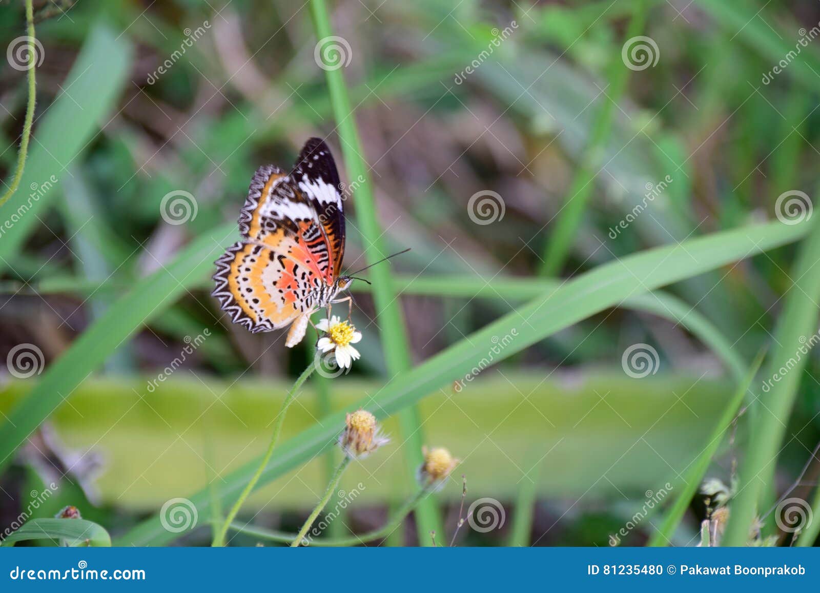 Butterfly with Flower Scent Stock Photo Image of natural, naturally