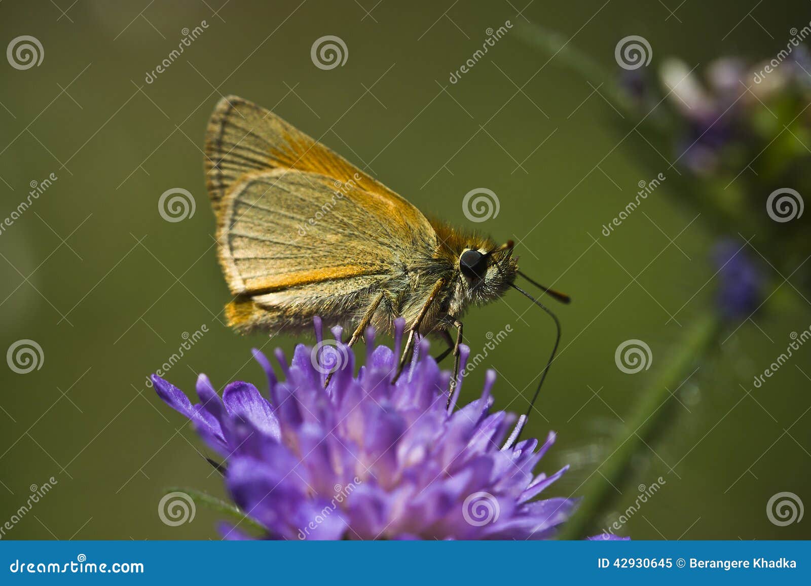 butterfly on a flower, vosges, france