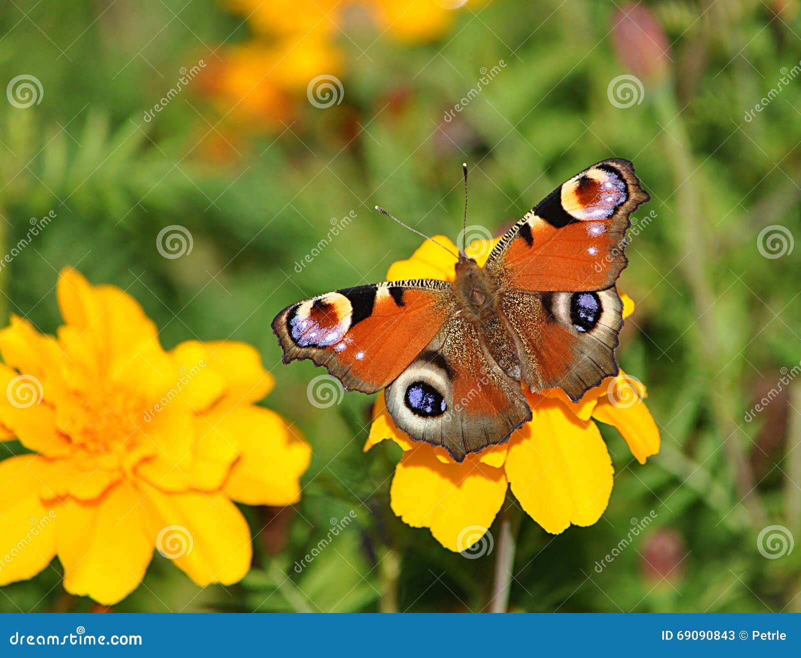 Butterfly and Flowering Plant Stock Image Image of body, season 69090843