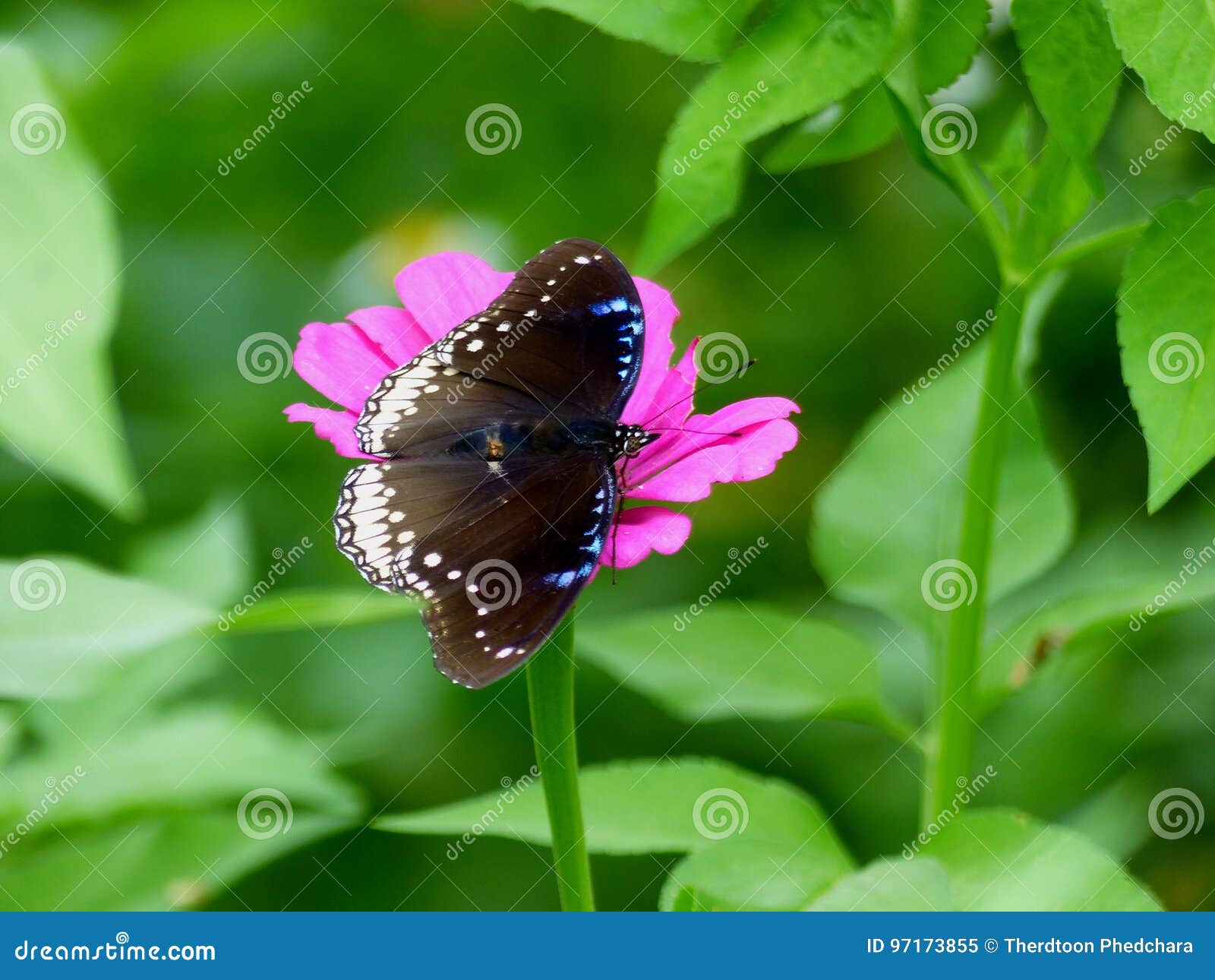 Butterfly and flowers stock image. Image of 97173855