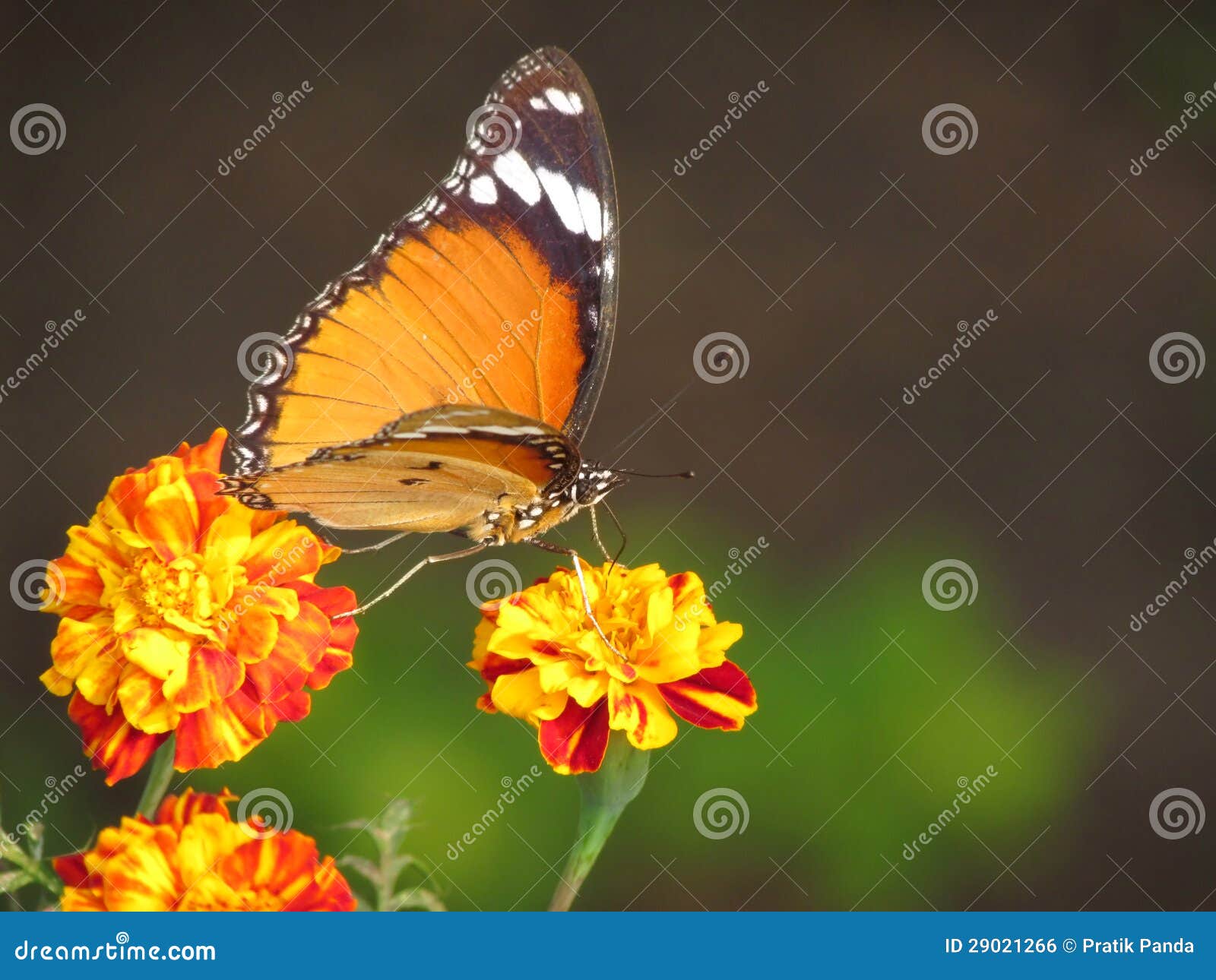 butterfly, flowers and cross pollination