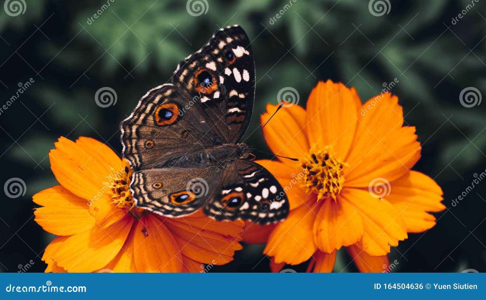 A Butterfly on Flowers in the Garden Stock Photo Image of plant