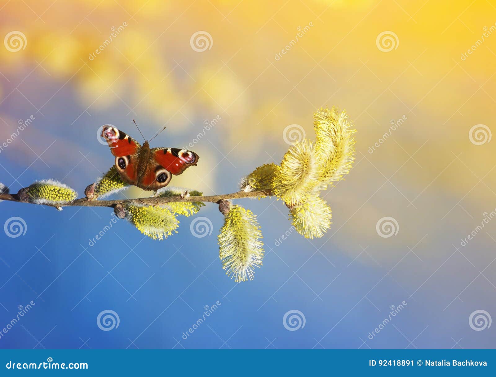 Butterfly Fly and Collect Nectar in the Spring with Fluffy Will Stock Image Image of beautiful
