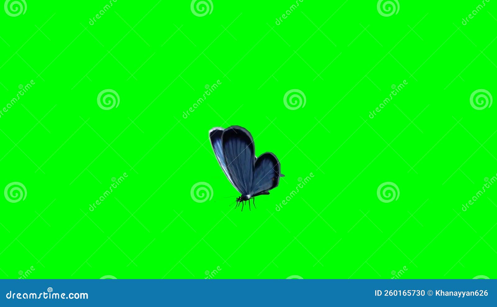 Butterfly Flying on Green Screen Stock Footage Video of wild, resting