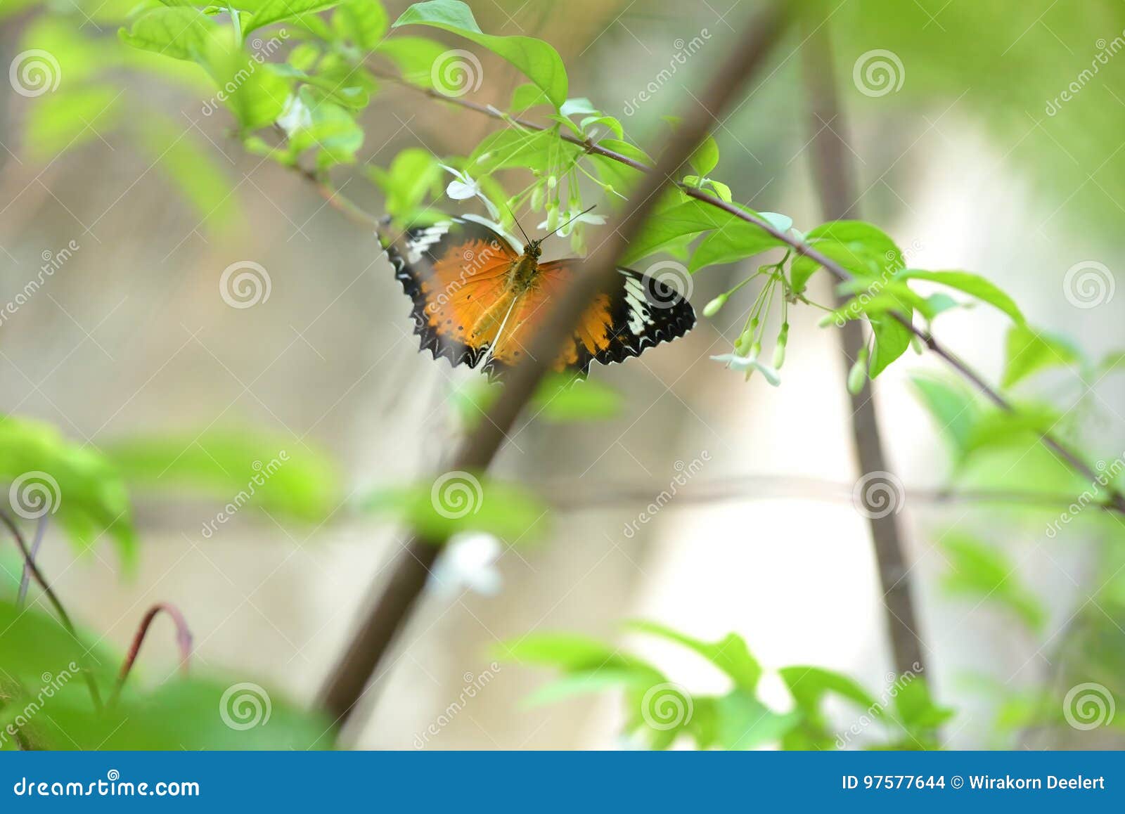 A Butterfly Flying To Flower Stock Photo Image of field, beauty 97577644