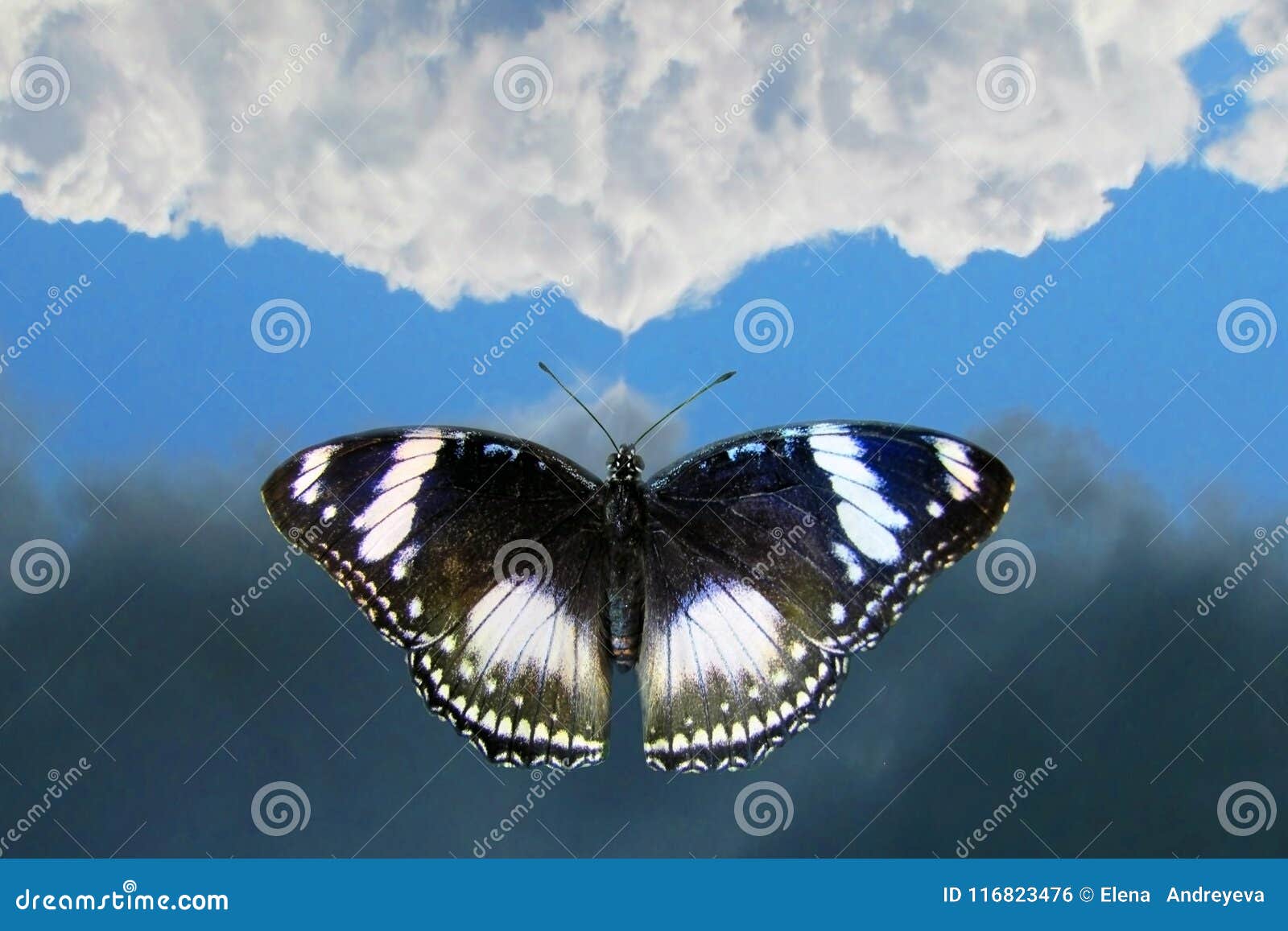 Butterfly flying to sky stock photo. Image of butterfly 116823476