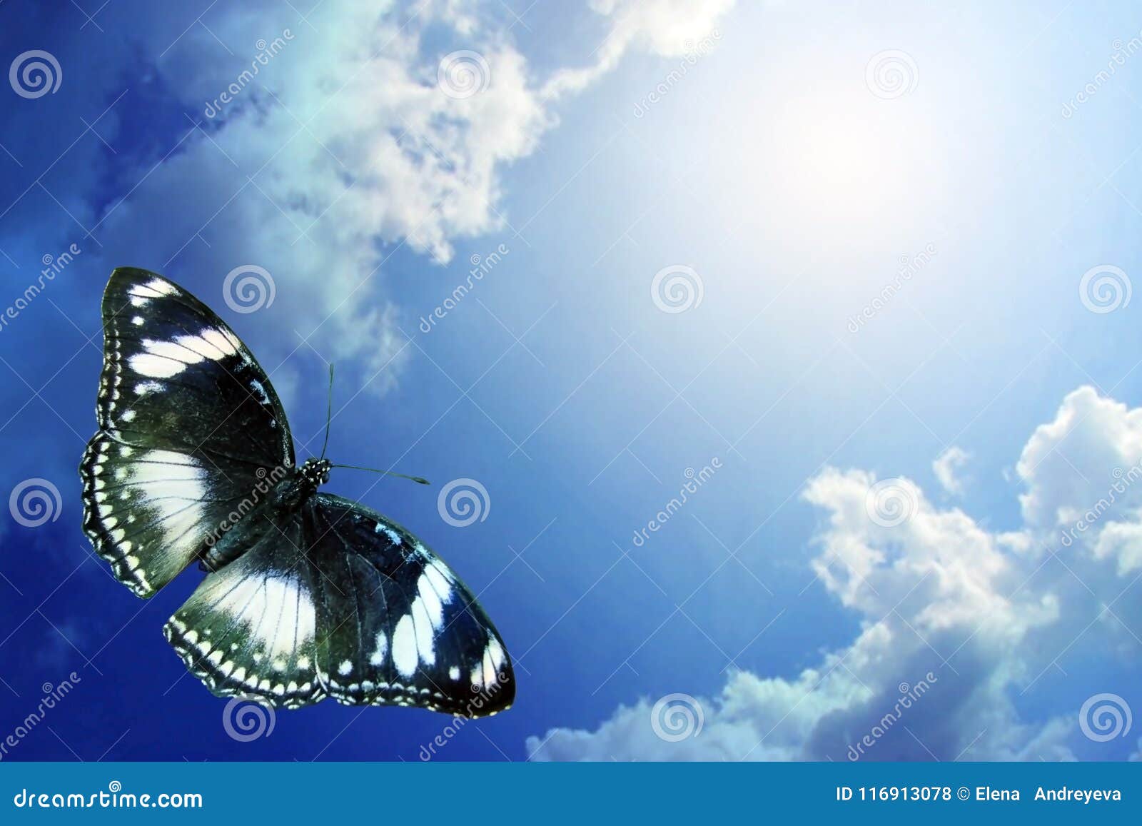 Butterfly flying to sky stock photo. Image of beautiful 116913078