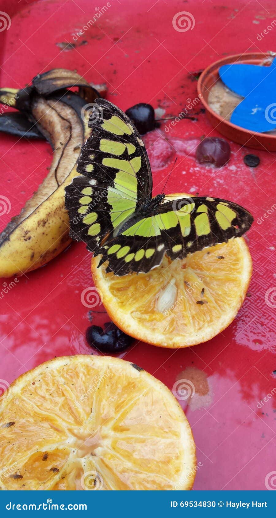 Butterfly and fruit stock photo. Image of butterfly, open 69534830
