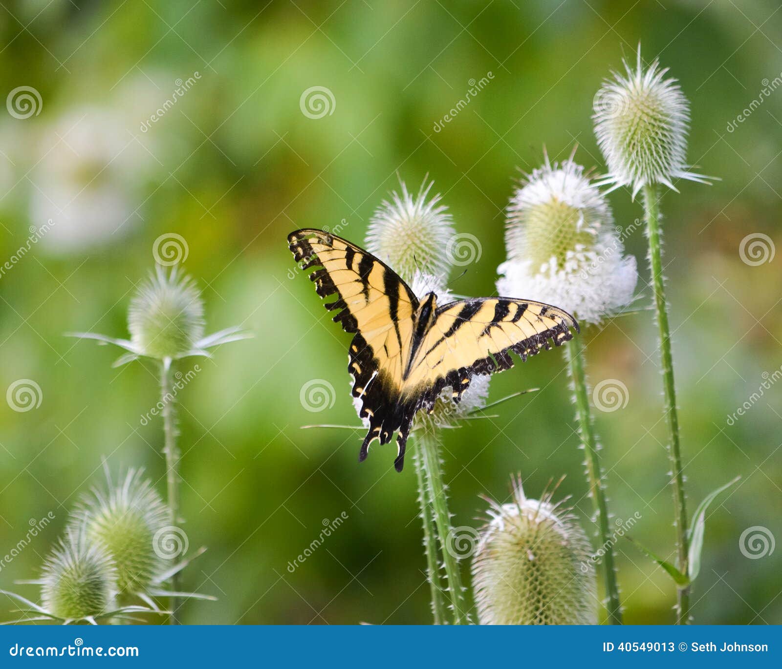 Butterfly fun stock image. Image of butterfly, ohio, distance 40549013