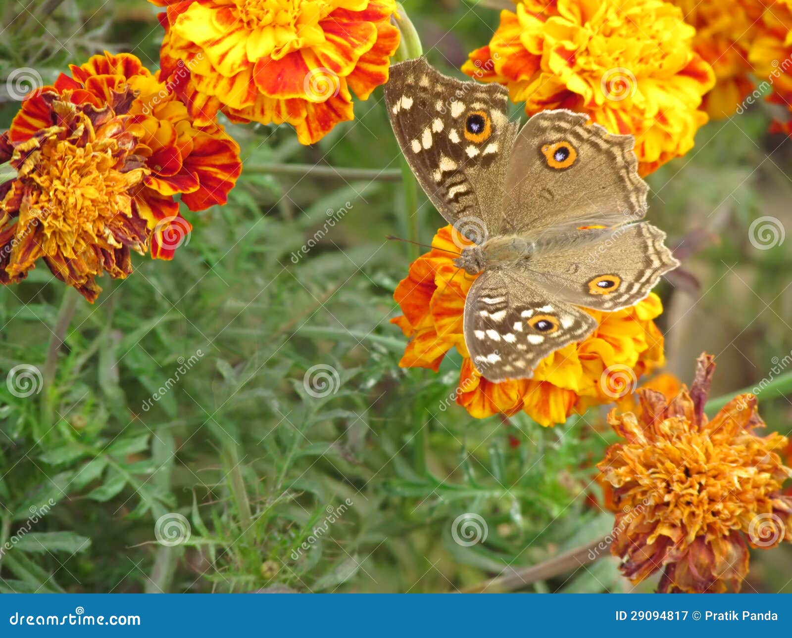Butterfly in the garden stock image. Image of green, bushes 29094817