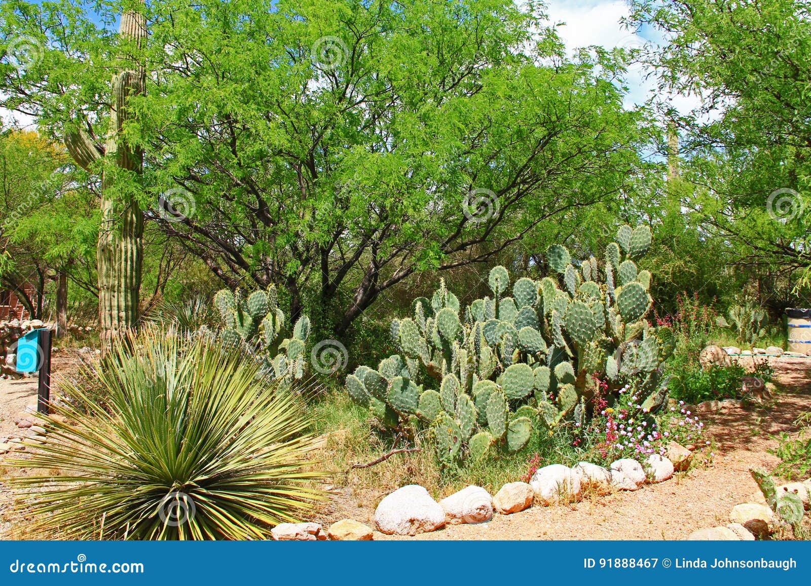 Butterfly Garden On La Posta Quemada Ranch In Colossal Cave