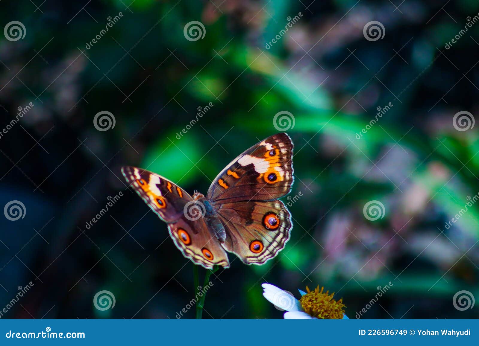 A Butterfly that Goes Far Away Stock Image   Image of wing, yellow ...