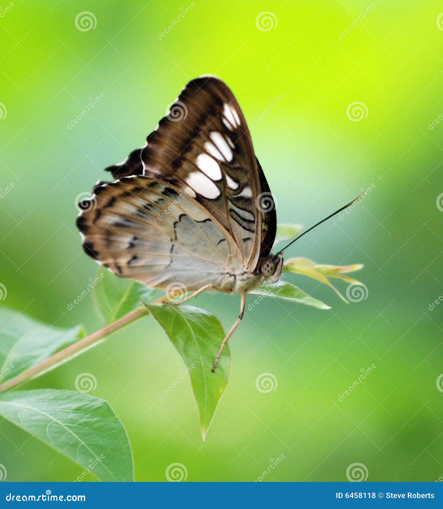 Butterfly on green stock photo. Image of wing, close, green 6458118