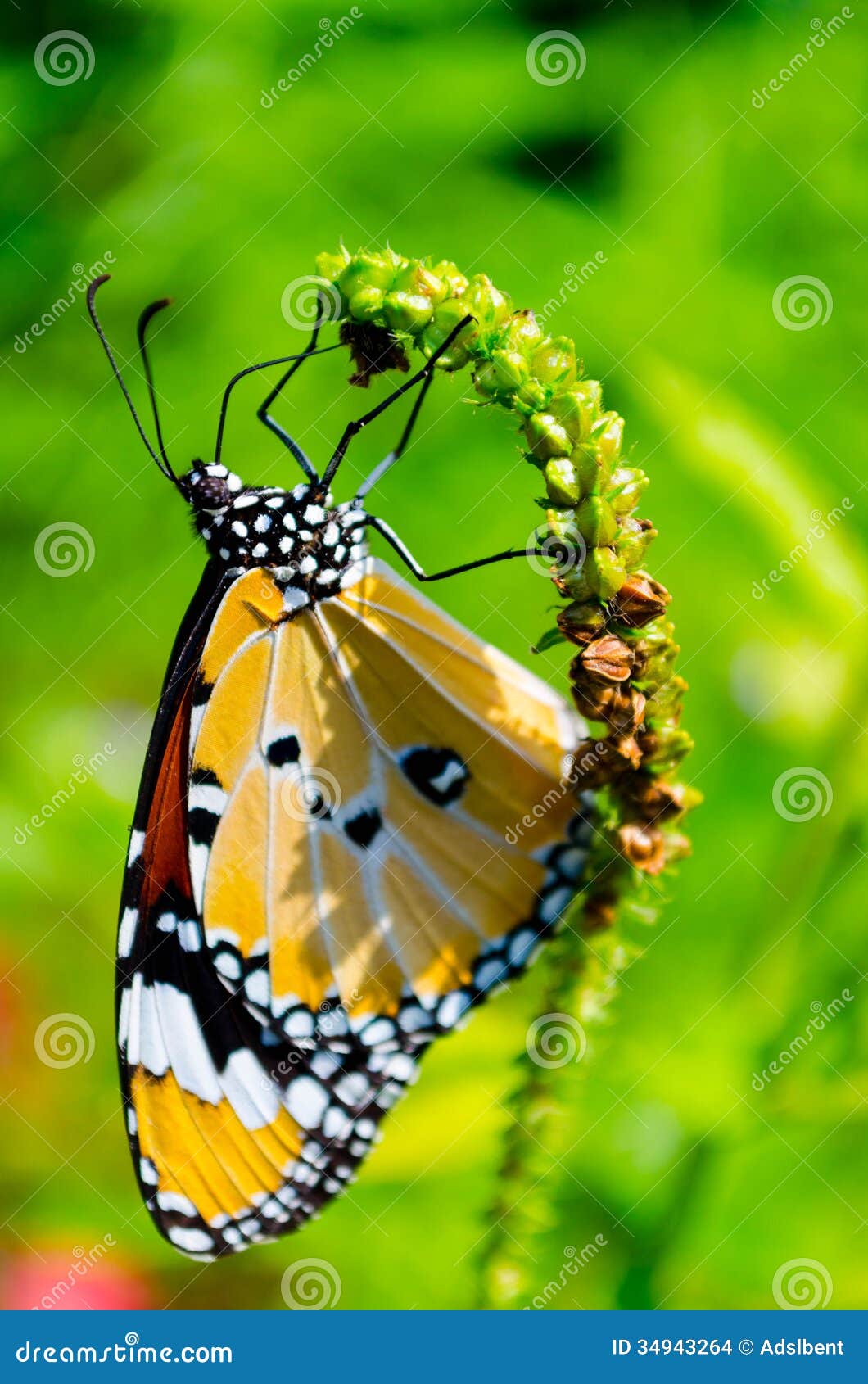 Butterfly on a Green Flower Stock Photo Image of demoles, dark 34943264
