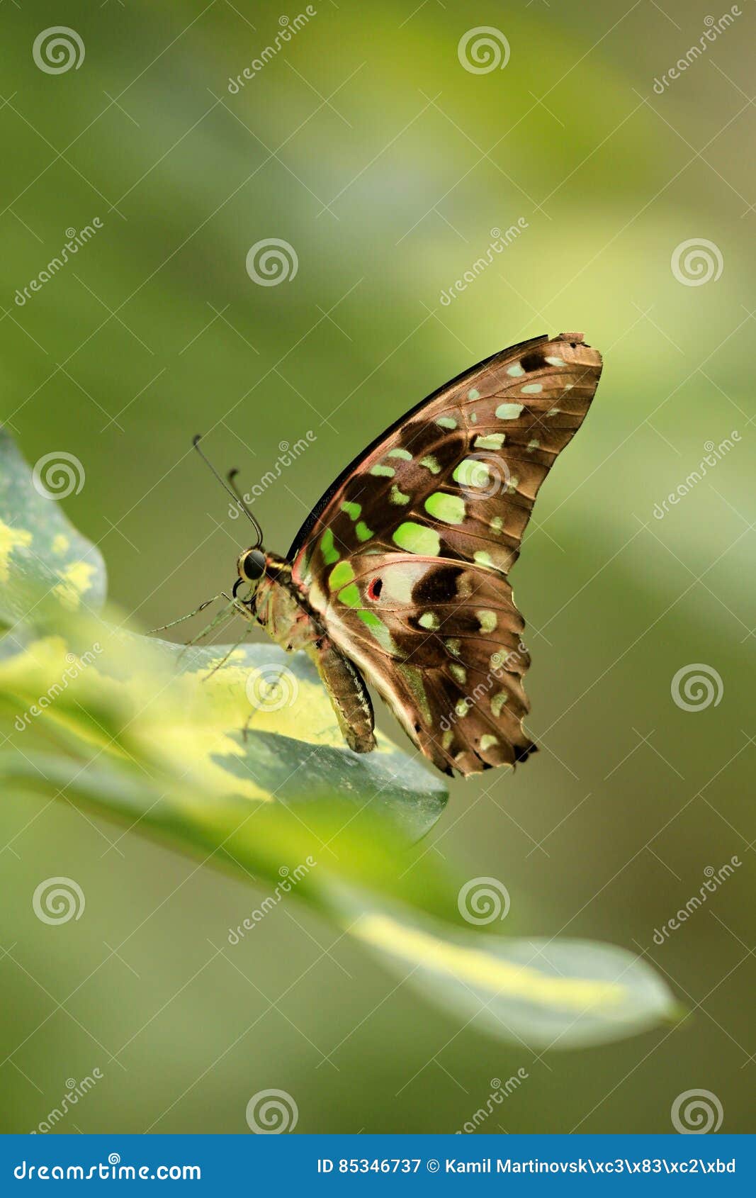 Butterfly on green flower stock image. Image of blossom 85346737