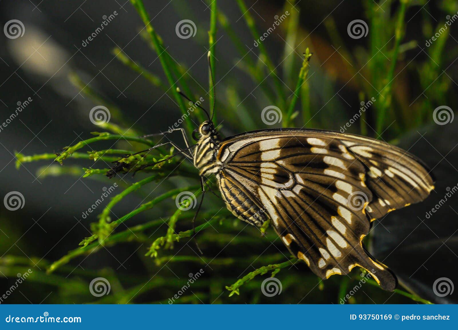 Butterfly on green plant stock image. Image of animal 93750169