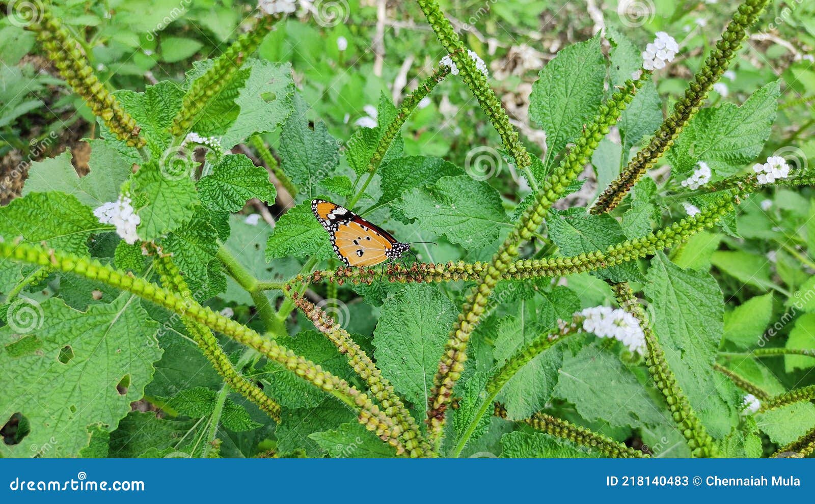 BUTTERFLY GREEN PLANT on IMAGE Stock Image Image of tree, plant