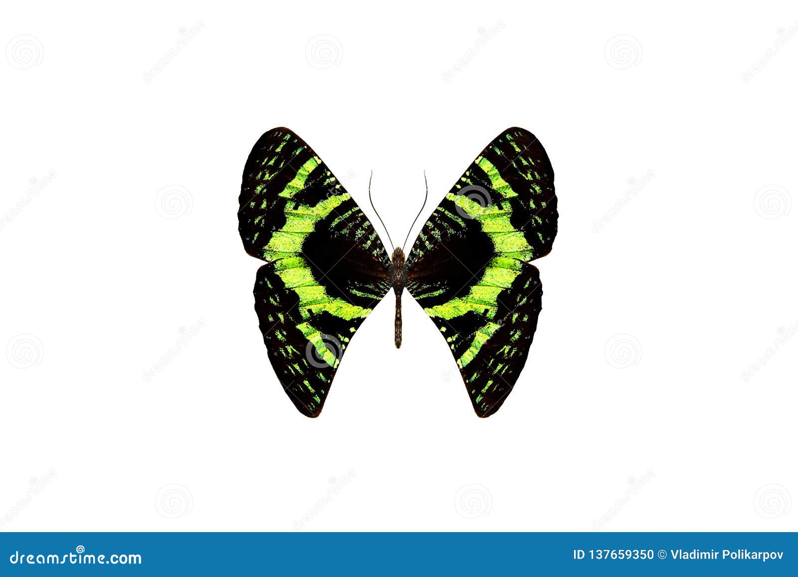 Butterfly with Green Wings. Isolated on White Stock Photo Image of insect, bright 137659350