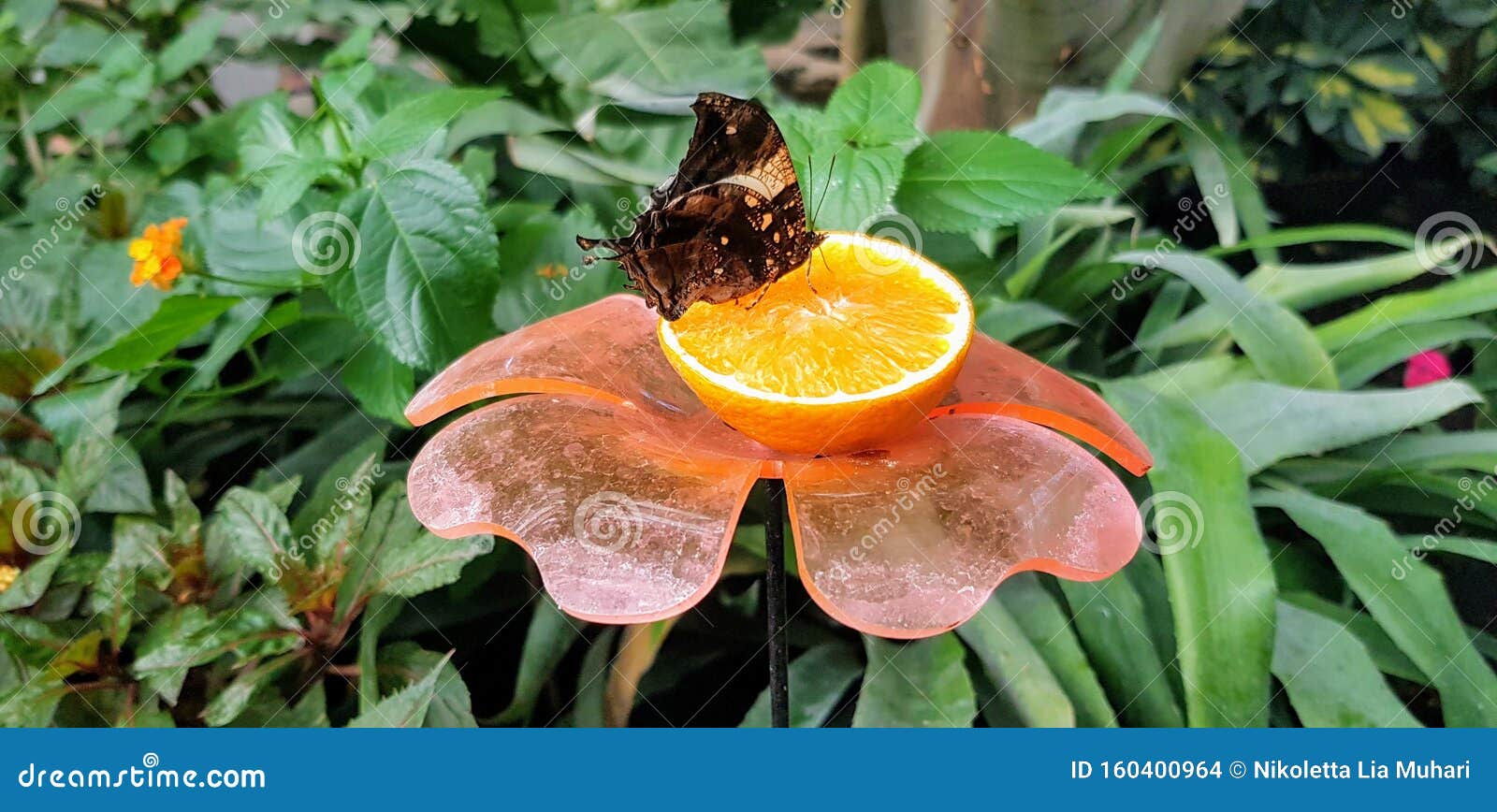 butterfly in a greenhouse - jazzy leafwing butterfly