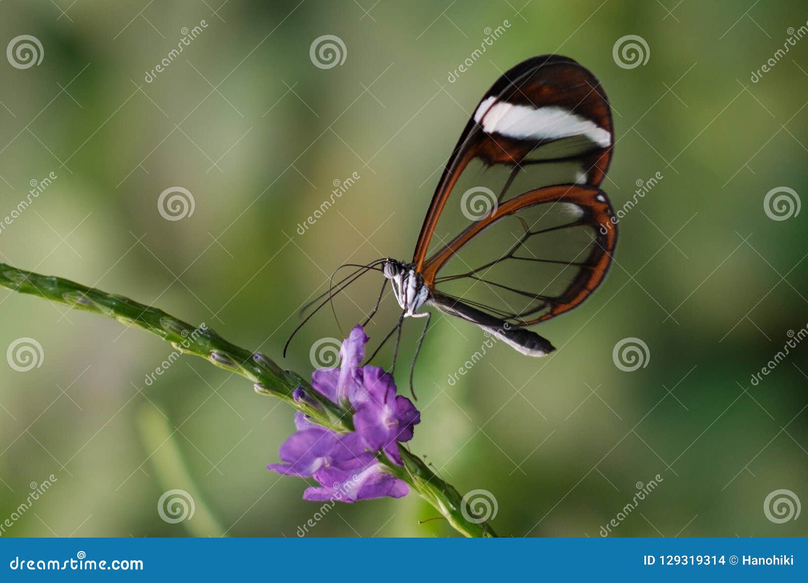 butterfly greta oto, glasswing butterfly on flower