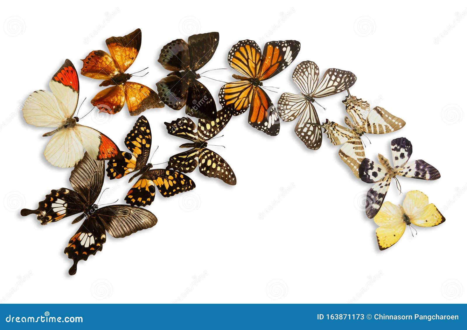 Butterfly group isolated stock image. Image of natural - 163871173