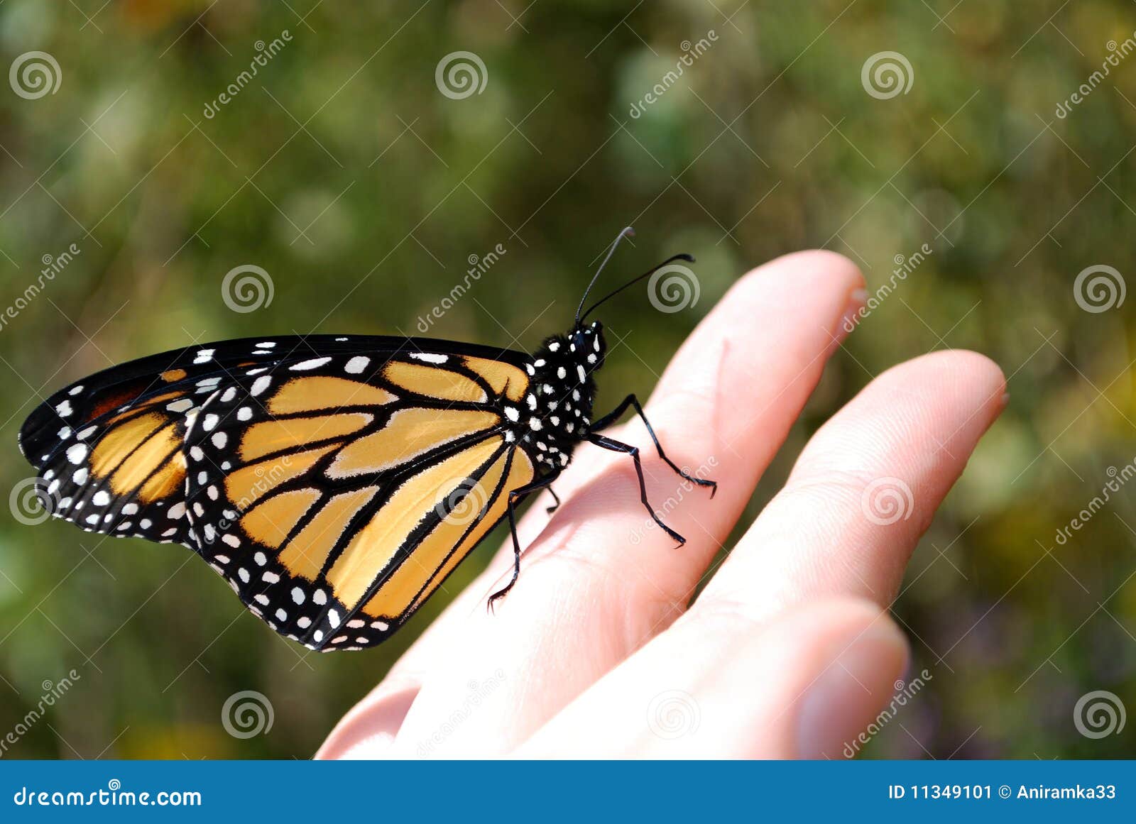Butterfly on hand stock image. Image of pretty, quiet 11349101