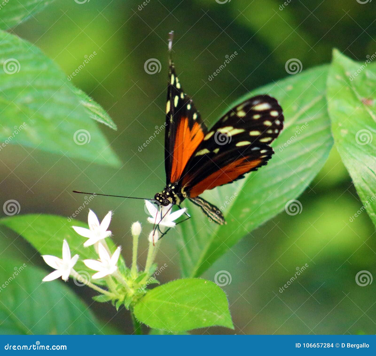 butterfly heliconius hacale zuleikas in costa rica mariposa naranja