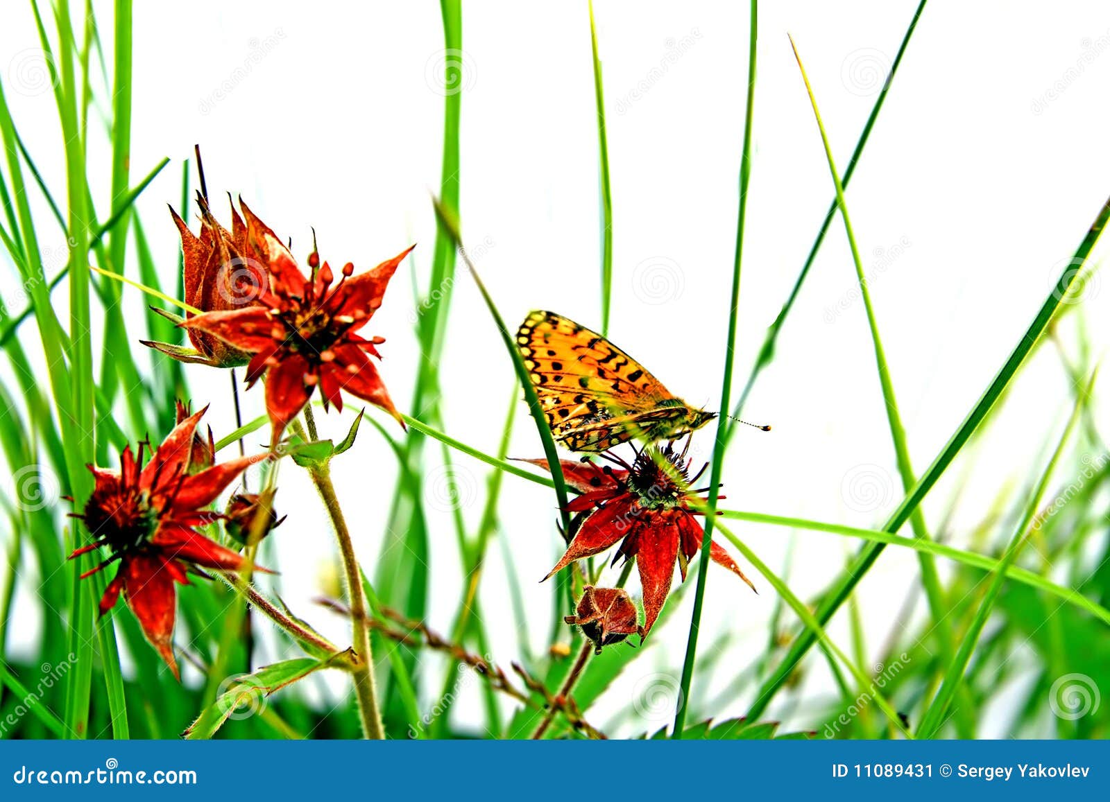Butterfly on herb stock image. Image of elegance, ornamental 11089431
