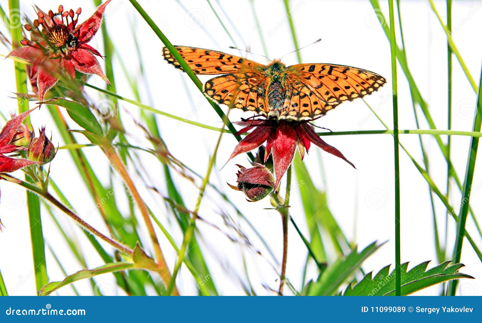 Butterfly on herb stock image. Image of close, flower 11099089