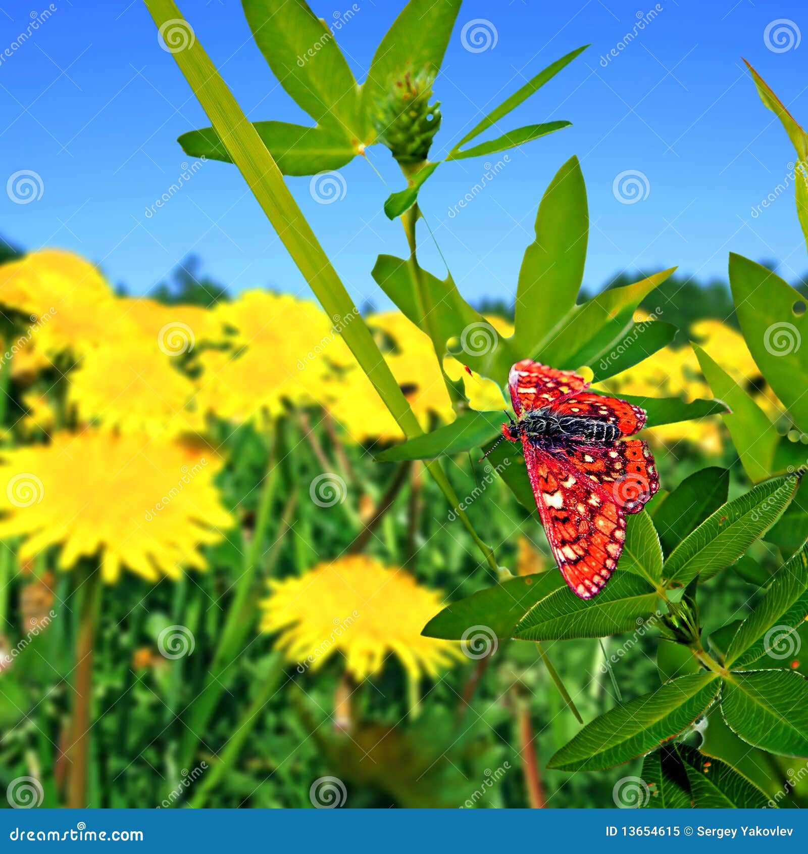 Butterfly on herb stock image. Image of garden, nature 13654615