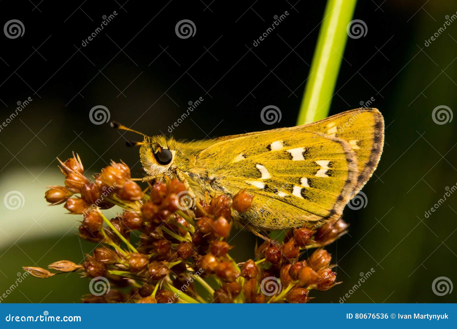 butterfly hesperia comma sitting on grass