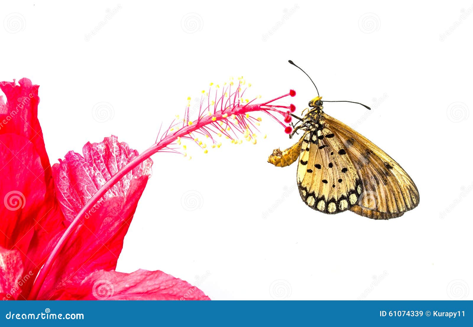 Butterfly on Hibiscus Flowers Stock Image Image of large, outdoors