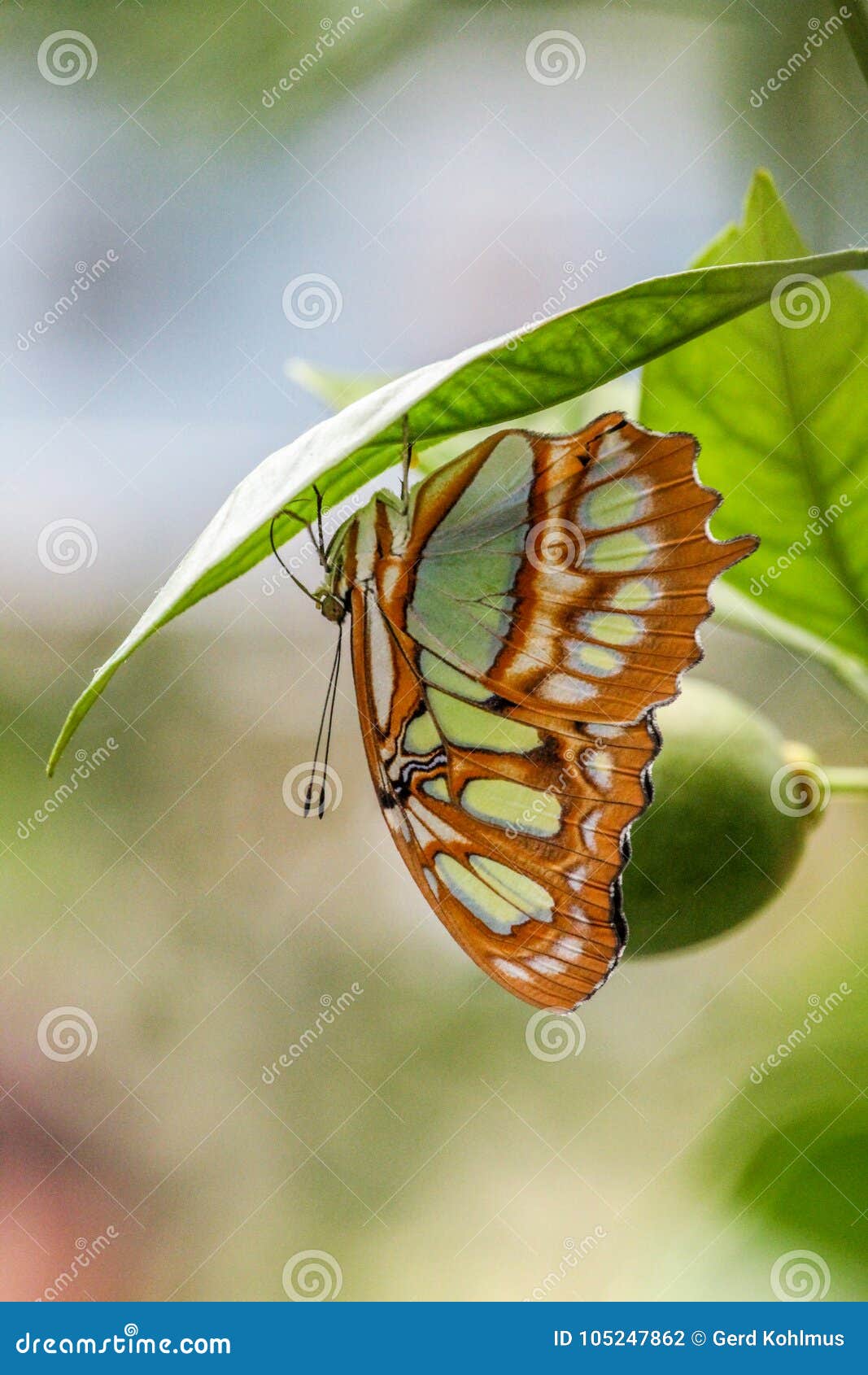 Butterfly upside down stock photo. Image of hanging 105247862