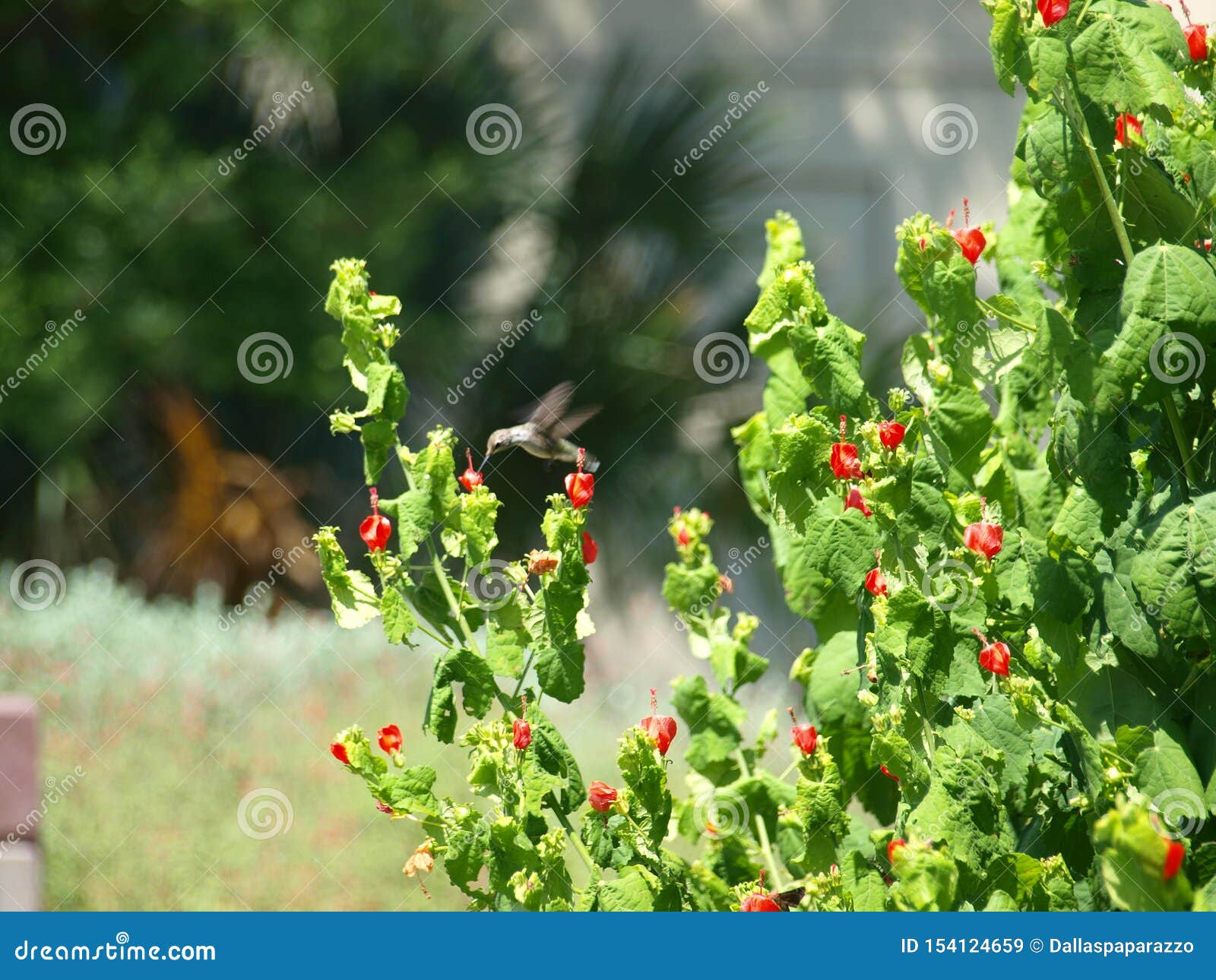 Hummingbird Comes Daily To The Water Wise Garden Stock Image