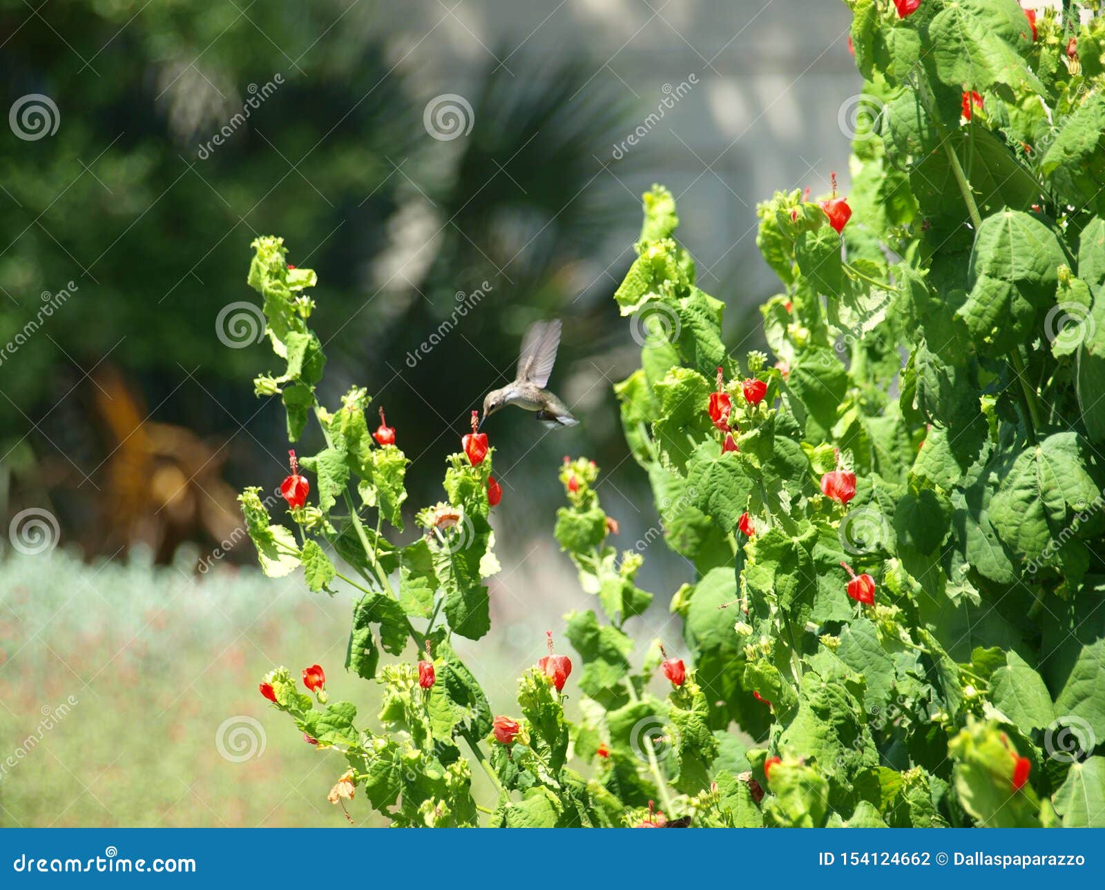 Hummingbird Comes Daily To The Water Wise Garden Stock Photo