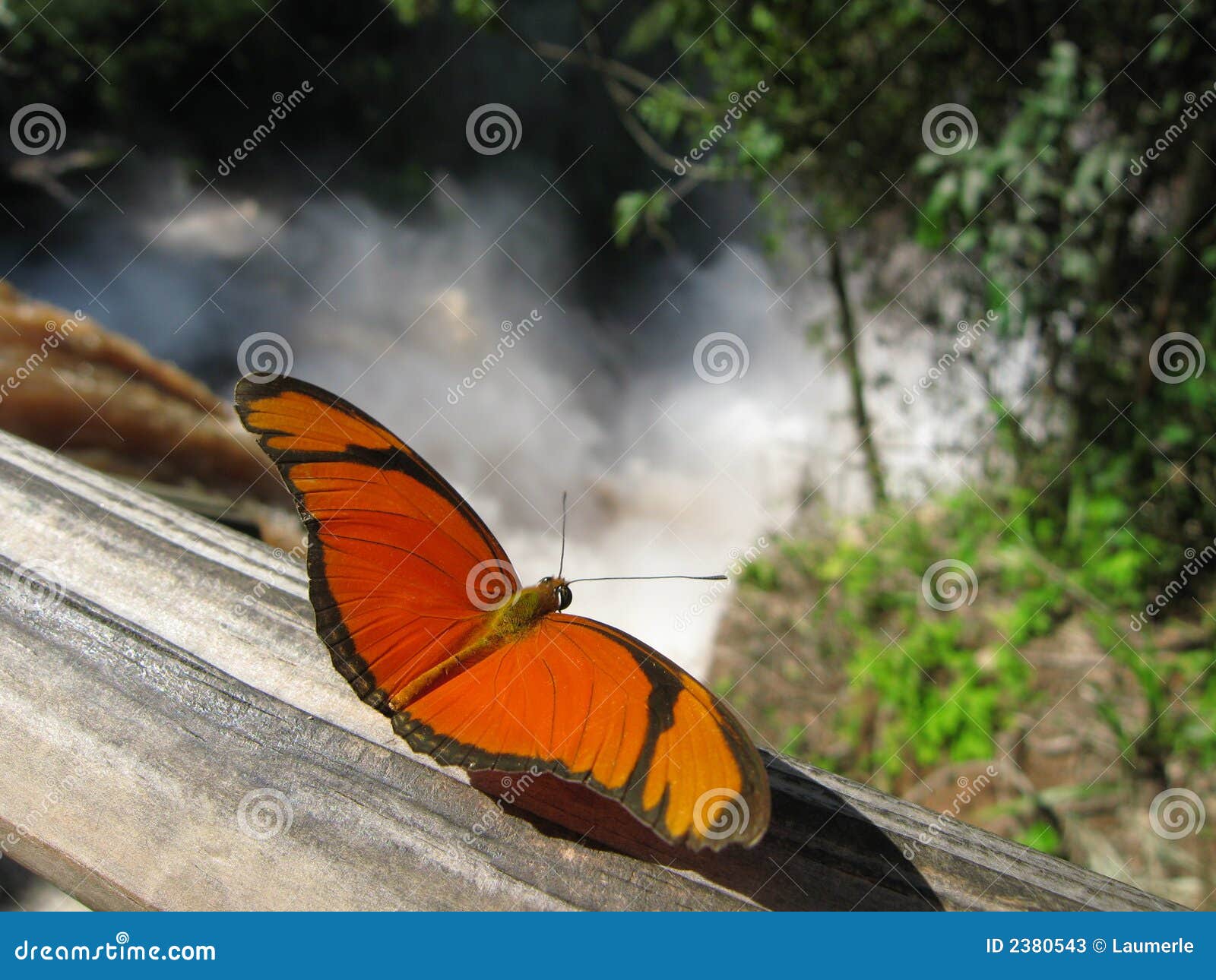 butterfly, iguazu falls