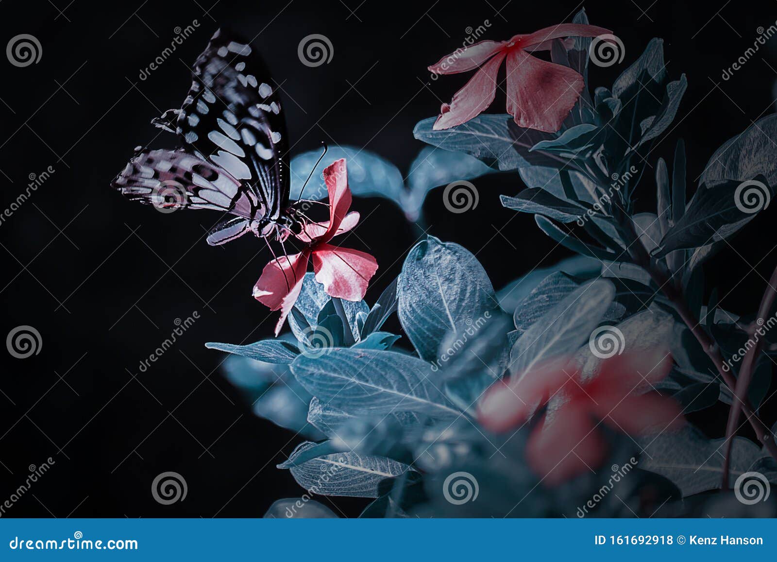 Butterfly is an Insect Belonging To the Order Lepidoptera / Scale