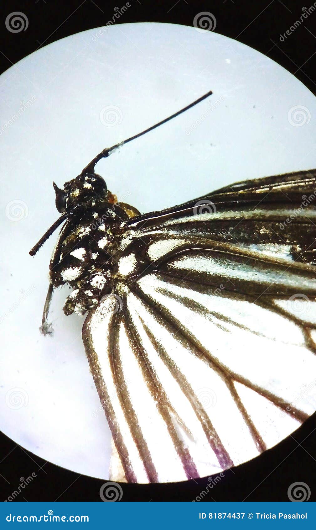 Butterfly insect editorial photography. Image of viewed 81874437