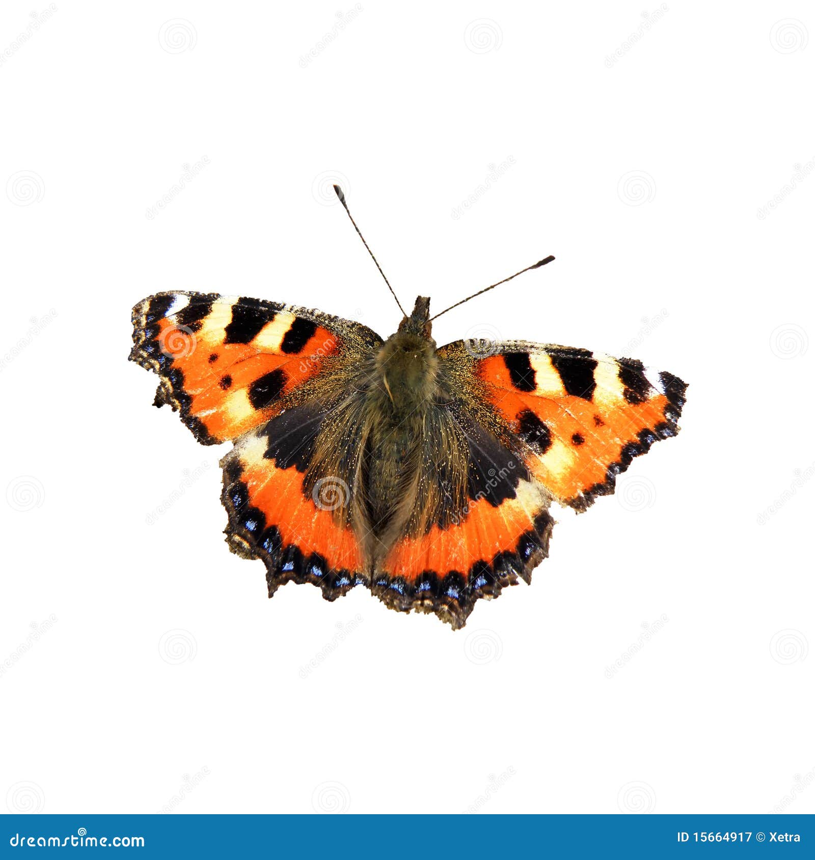 Butterfly Isolated on White Background Stock Image - Image of color ...