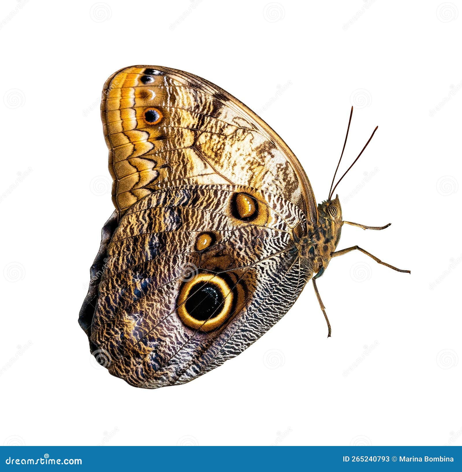 butterfly  on white background. morpho helenor peleides