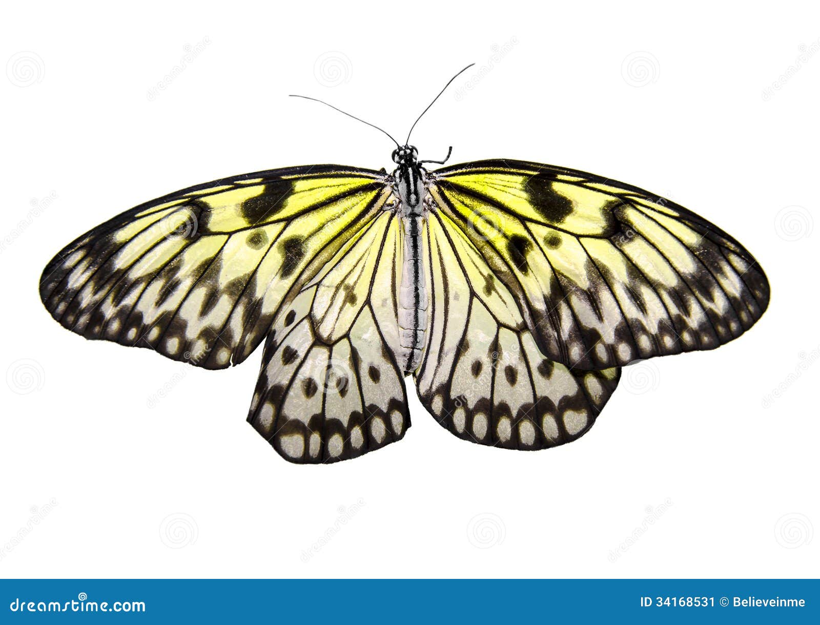 Butterfly isolated stock image. Image of background, tropical 34168531