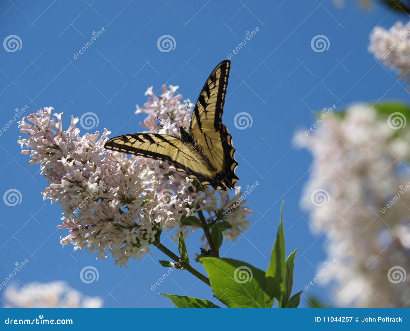 Butterfly on Korean Lilac stock image. Image of butterfly 11044257