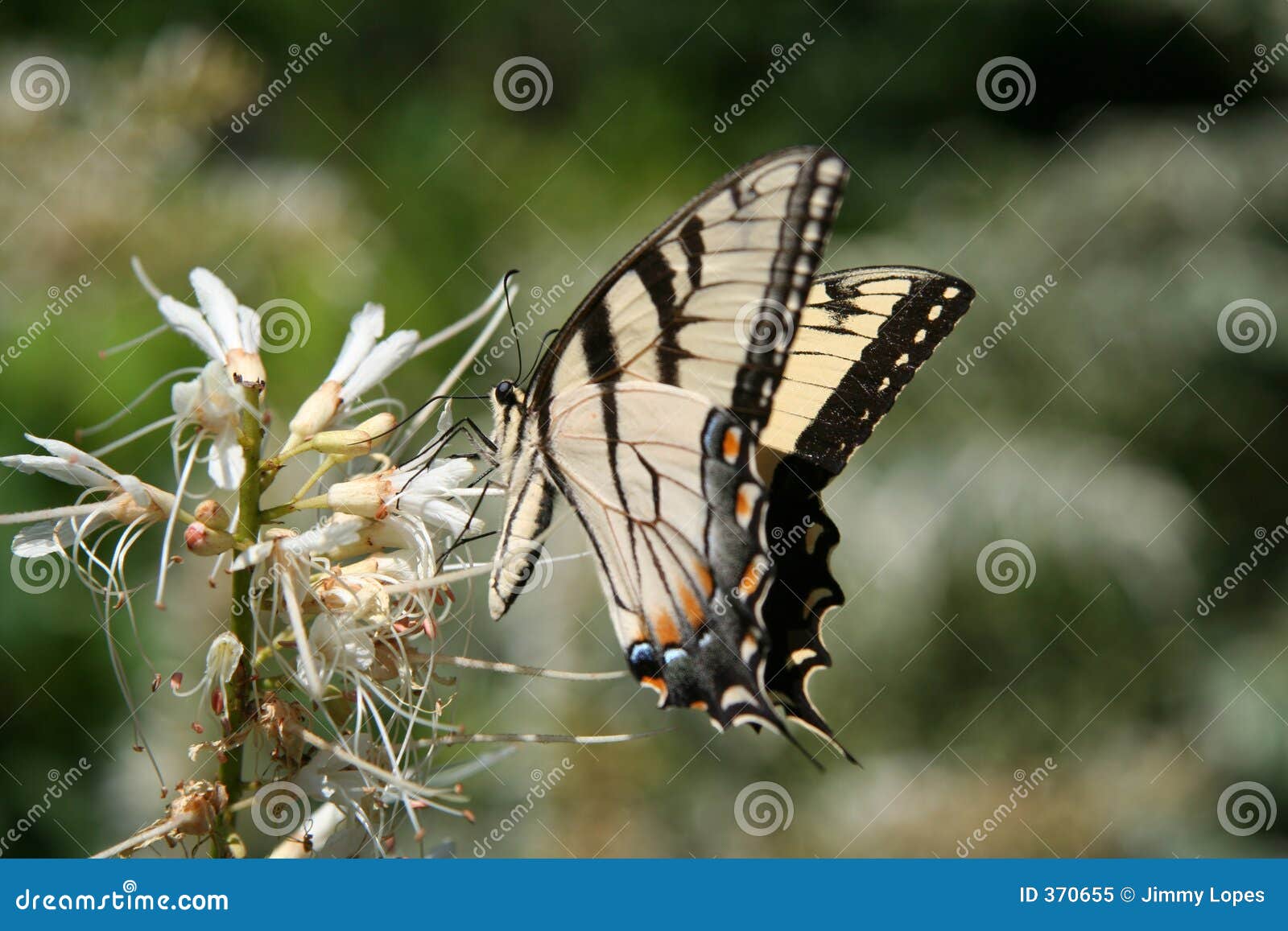 Butterfly Landing stock image. Image of insect, butterflies 370655