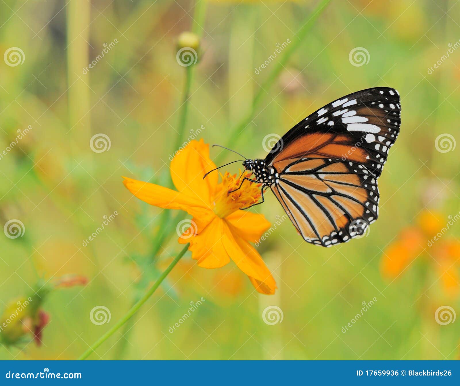 Butterfly Landing on the Flower Stock Photo Image of background