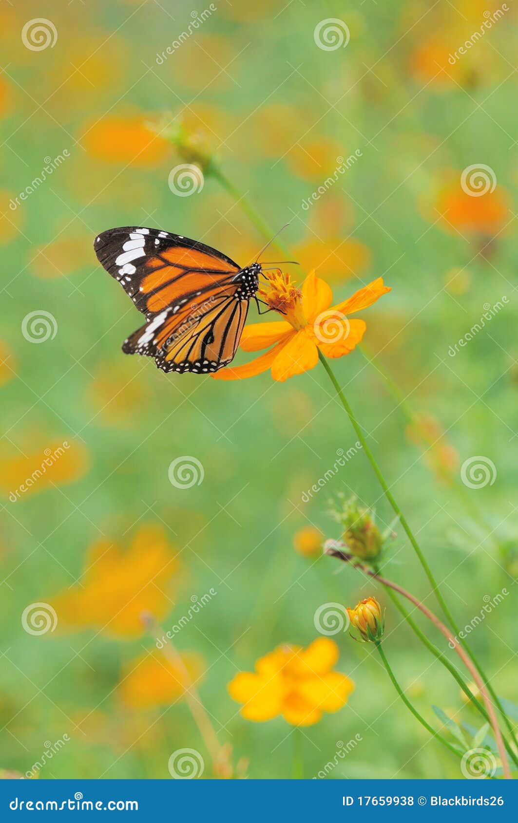 Butterfly Landing on Flower Stock Photo Image of background