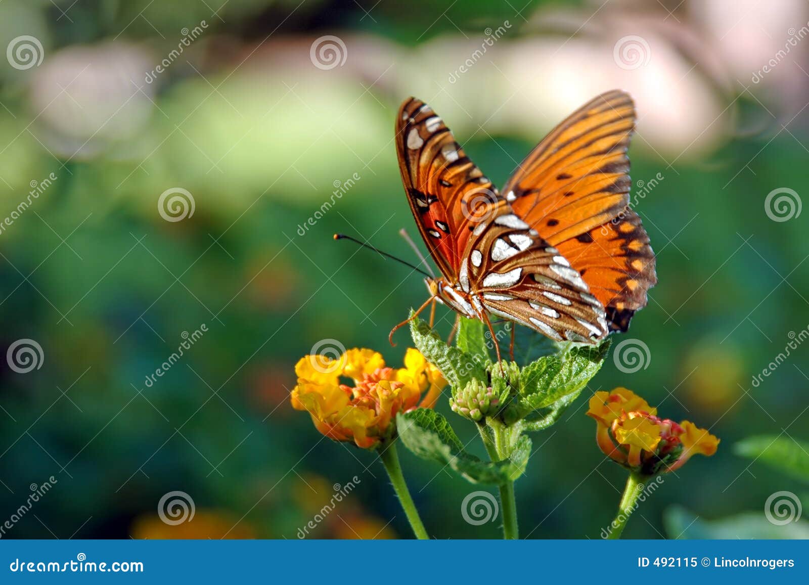 butterfly on a lantana plant